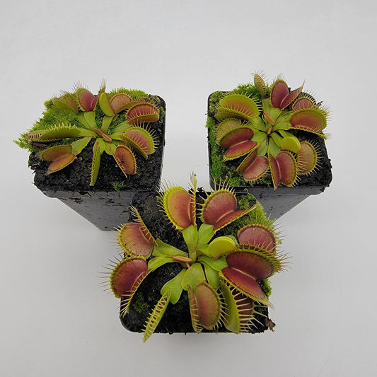 Venus Flytrap (Dionaea muscipula) 'Southwest Giant' – Large Carnivorous Plant Cultivar | Live Plant