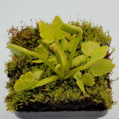Venus Flytrap (Dionaea muscipula) 'Werewolf' – Rare Carnivorous Plant Cultivar | Live Plant