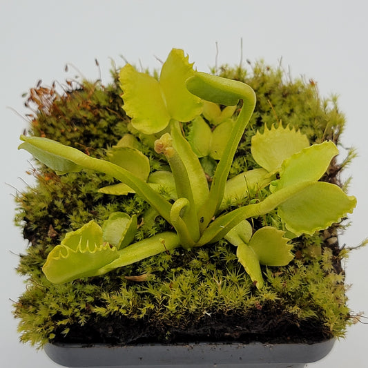 Venus Flytrap (Dionaea muscipula) 'Werewolf' – Rare Carnivorous Plant Cultivar | Live Plant