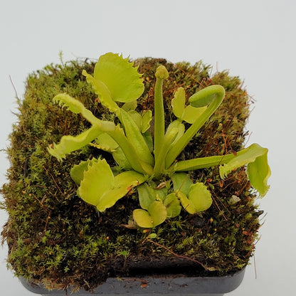 Venus Flytrap (Dionaea muscipula) 'Werewolf' – Rare Carnivorous Plant Cultivar | Live Plant
