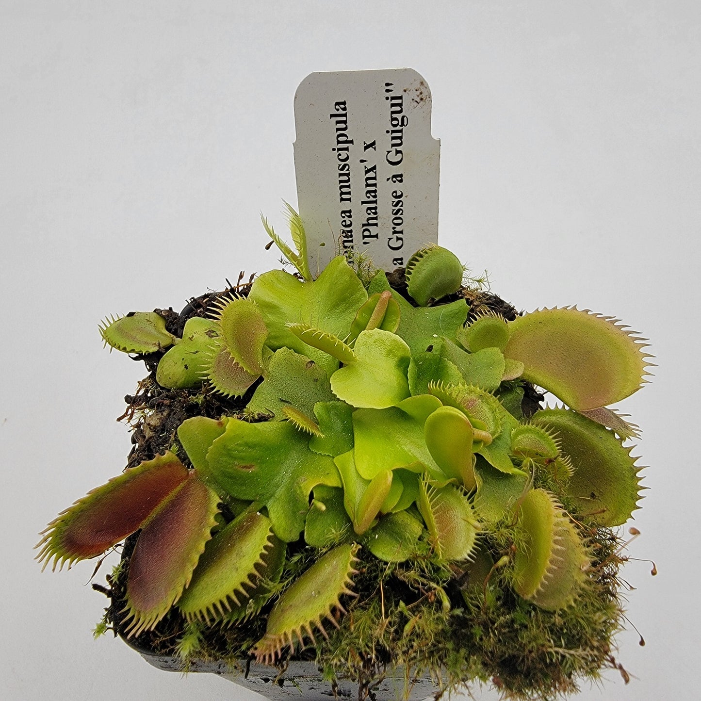 Venus Flytrap (Dionaea muscipula) 'GJ Phalanx' x 'La Grosse a Guigui' – Rare Carnivorous Plant Hybrid | Live Plant