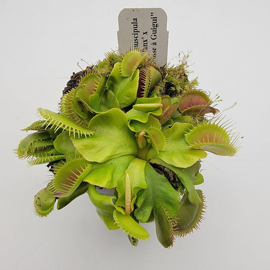Venus Flytrap (Dionaea muscipula) 'GJ Phalanx' x 'La Grosse a Guigui' – Rare Carnivorous Plant Hybrid | Live Plant