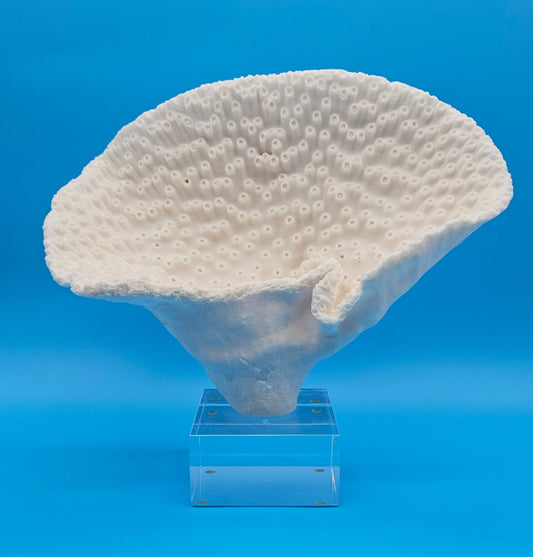 Vintage Cup Coral Specimen on Stand - Natural Coastal Home Decor Piece