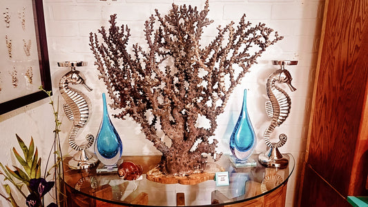 Vintage Octopus Coral Specimen - Natural Coastal Decor Display