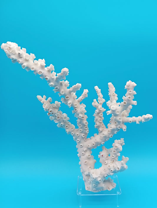 Vintage Octopus Coral  - Natural Coastal Decor (Echinopora lamellosa) 11x5x10"