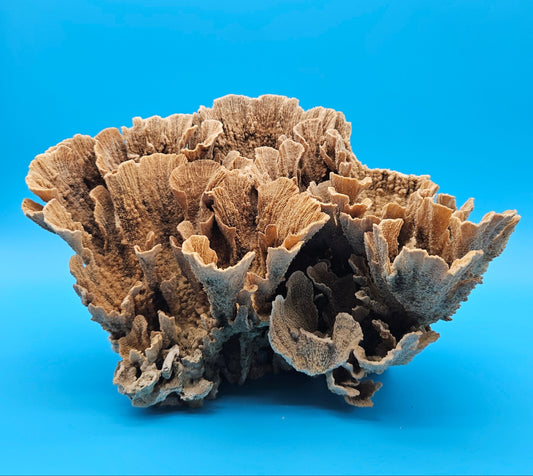 Vintage Poca Coral Specimen - Natural Coastal Home Decor Piece