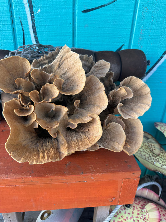 Vintage Natural Poca Coral - Montipora sp., Exact Coral 13x12x9"