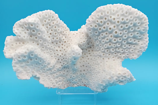 Vintage White/Black Cup Coral – TUBASTREA MICRANTHA– Natural Coastal Decor 9.5"