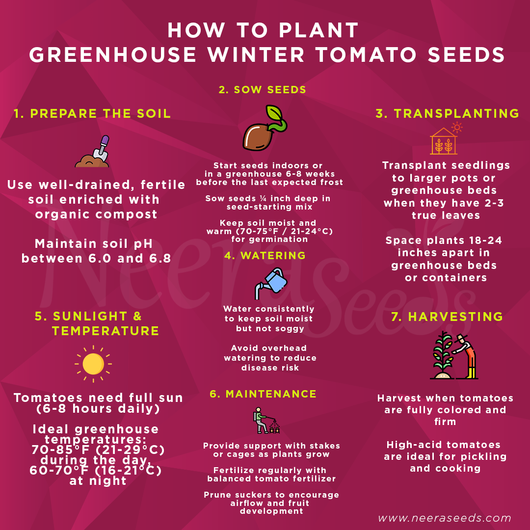 Greenhouse Winter Tomato Seeds – High-Acid Hybrid Vegetable Seeds for Planting, Ideal for Pickling and Cooking