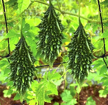 Short Bitter Gourd Seeds for Planting – Heirloom, Non-GMO Vegetable Seeds for Home Garden & Organic Farming