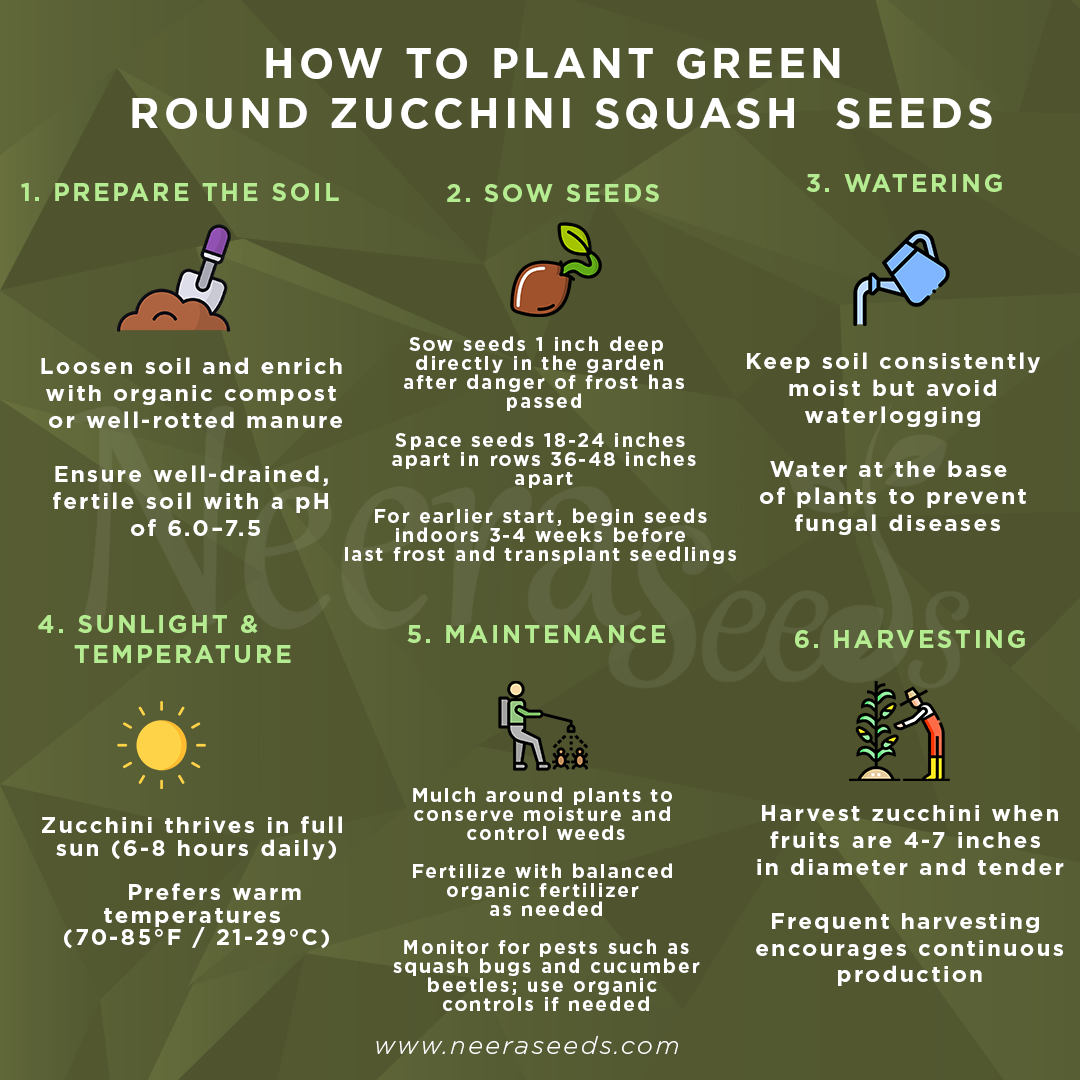 Green Zucchini Long Squash Seeds for Planting – Heirloom, Non-GMO, High-Yield Garden Vegetable Seeds