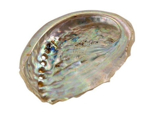 Natural Abalone Shells