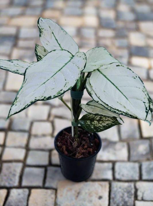 Aglaonema 'Super White' *Rare