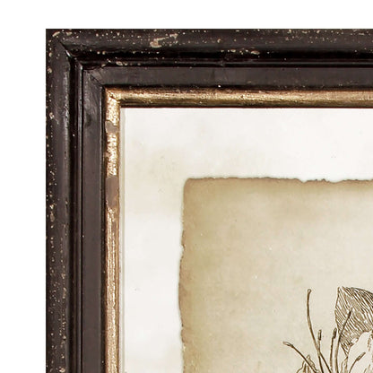 Antique Botanical Illustrations in Wood Frames (Set of 6)