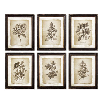 Antique Botanical Illustrations in Wood Frames (Set of 6)