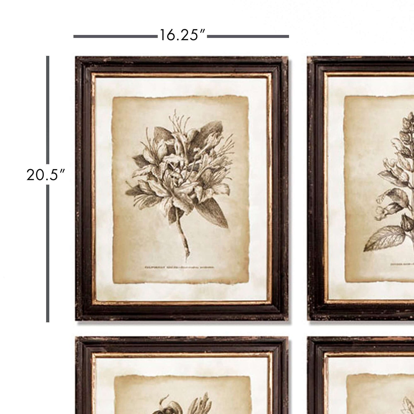 Antique Botanical Illustrations in Wood Frames (Set of 6)