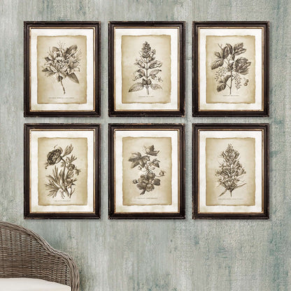Antique Botanical Illustrations in Wood Frames (Set of 6)