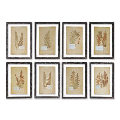 Antique Framed Botanical Fern Prints (Set of 8)