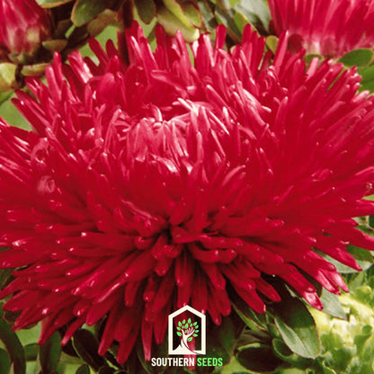 Red Gremlin Aster – 50 Seeds