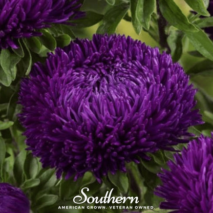 Violet Gremlin Aster – 50 Seeds