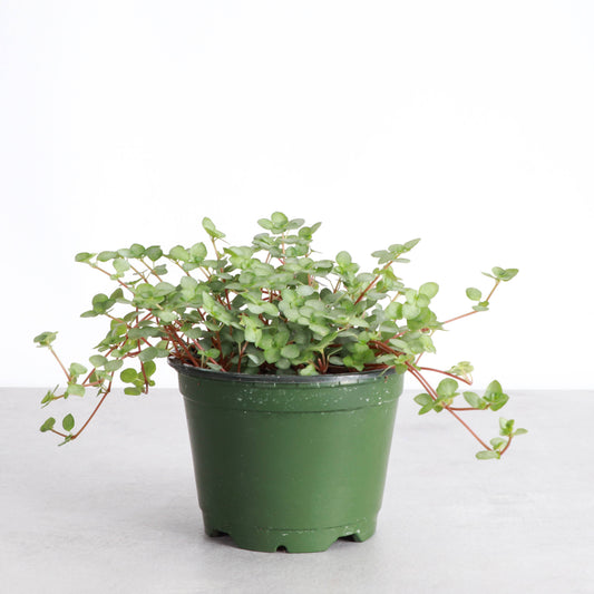 Silver Baby Tears, Pilea Glauca