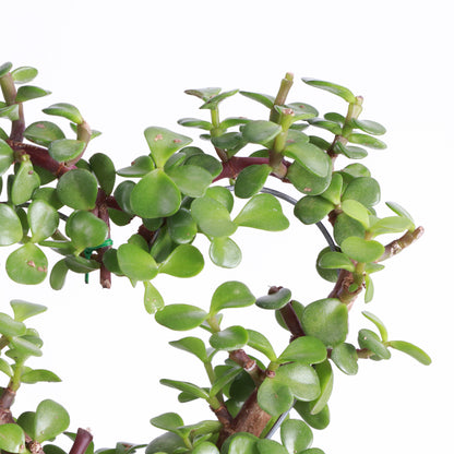 Jade Heart Bonsai
