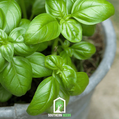 Sweet Basil – 250 Seeds