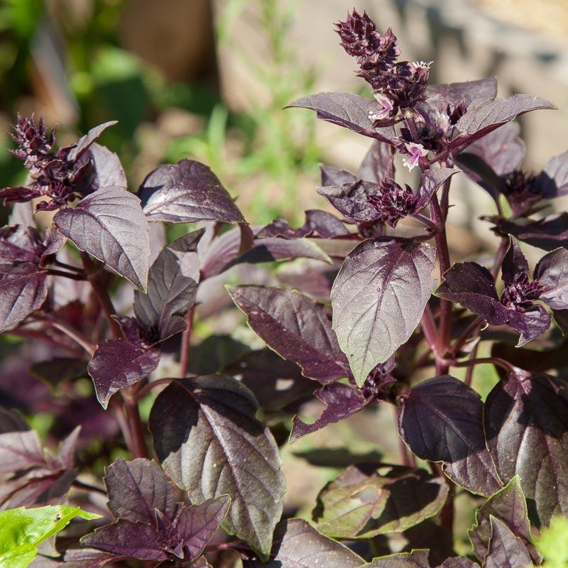 Basil Seeds, Dark Purple Opal  (Organic)