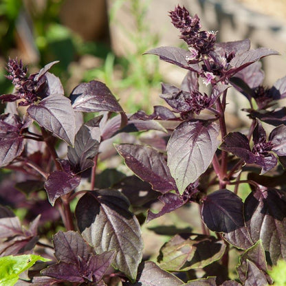 Basil Seeds, Dark Purple Opal  (Organic)