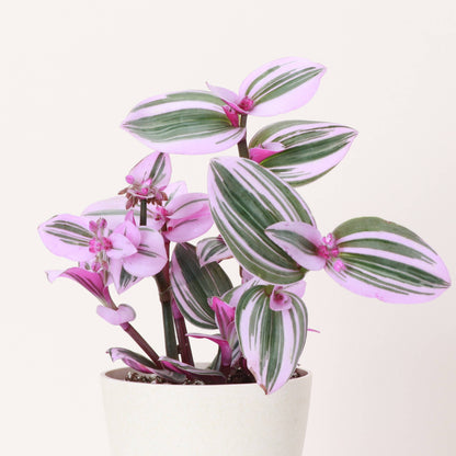 Tradescantia 'Nanouk'