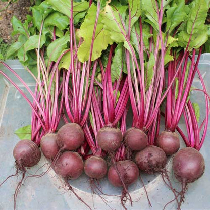 TEMP Hybrid Red Beetroot Seeds for Planting – Heat Tolerant, Uniform Roots, High-Yielding Vegetable Seeds
