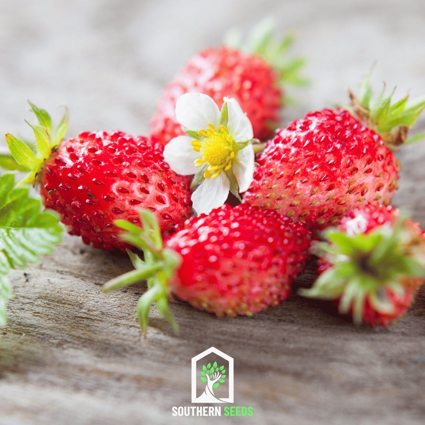 Berry Seed Collection (Elderberry • Blueberry • Strawberry)