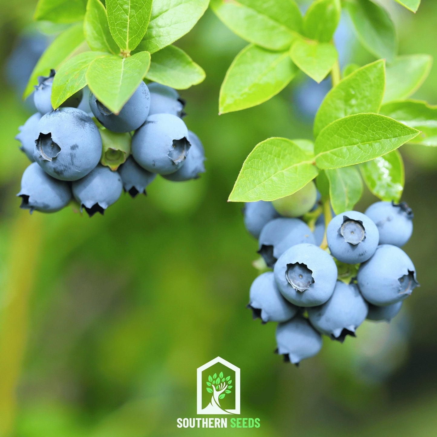 Berry Seed Collection (Elderberry • Blueberry • Strawberry)