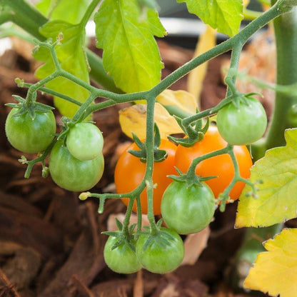 Cherry Tomato Seeds, Bi-color  (Organic)