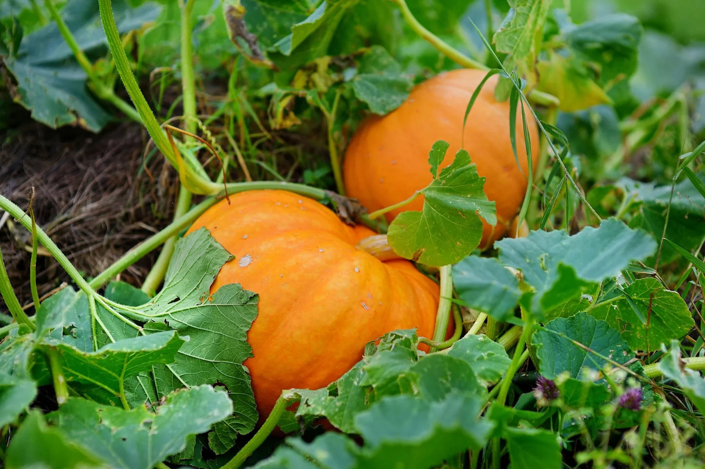 Pumpkin Seeds for Planting – Heirloom, Non-GMO Vegetable Garden Seeds for High Yield and Fast Germination