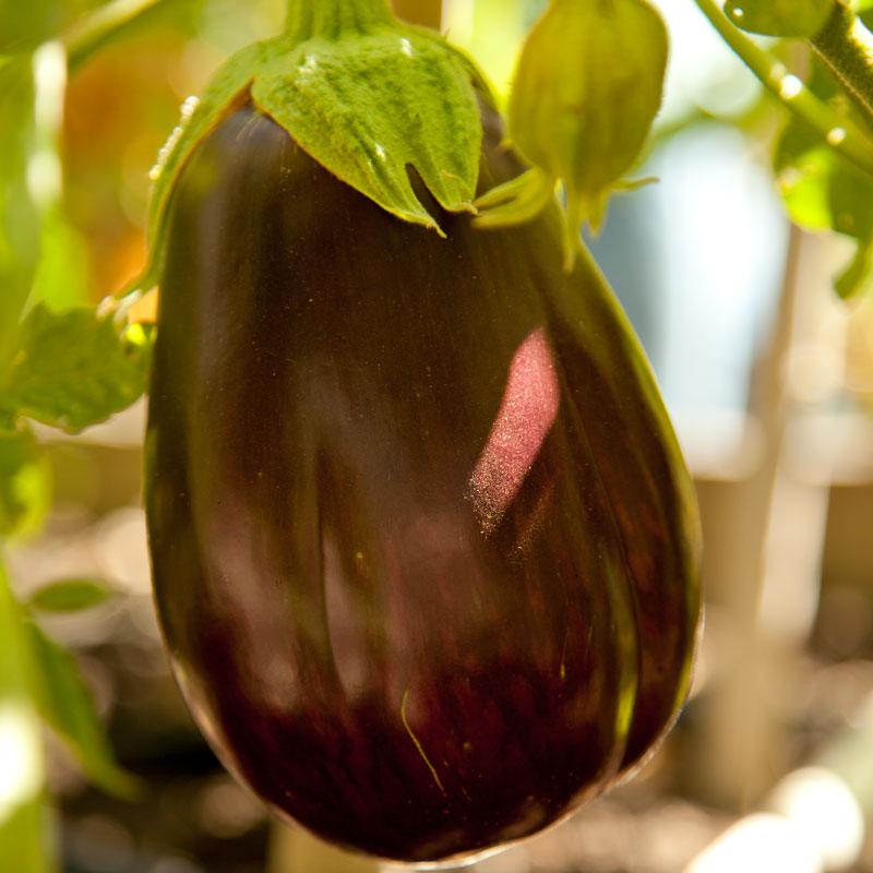 Eggplant Seeds (Organic) Black Beauty Egg Plant