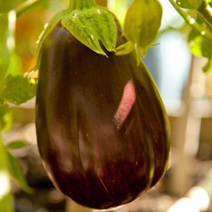 Eggplant Seeds (Organic) Black Beauty Egg Plant