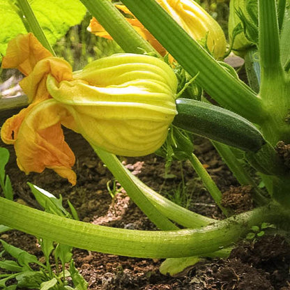 Summer Squash Seeds (Organic) Black Beauty Summer Squash