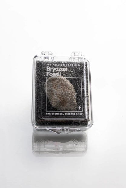 Bryozoa Fossil