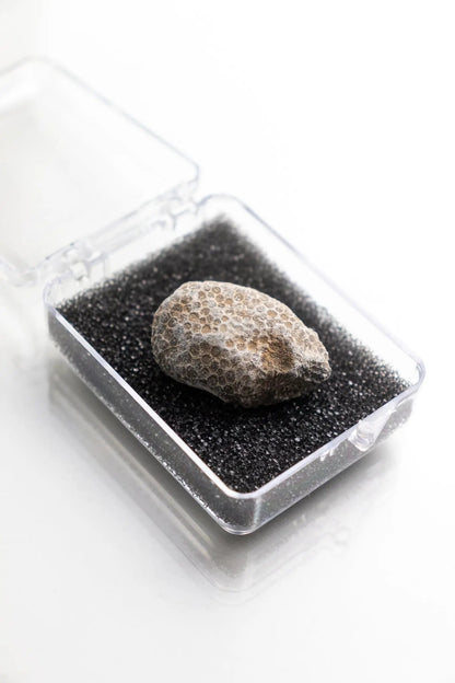 Bryozoa Fossil