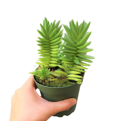 Crassula Red Pagoda (Shark Tooth Succulent) – 4” Live Plant