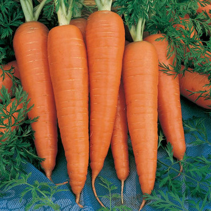 Carrot Seeds (Organic) Danvers