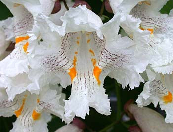 Catalpa Speciosa Seeds – Northern Catalpa Tree Seeds for Planting, Fast-Growing Shade Tree