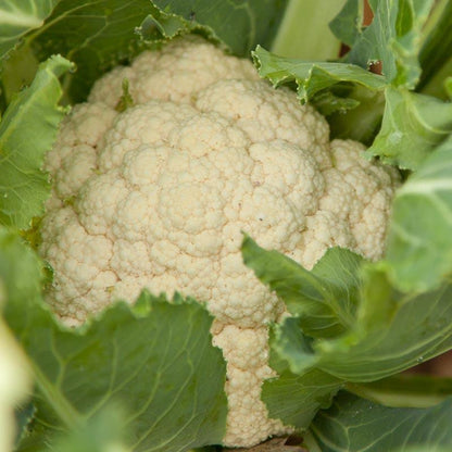 Cauliflower Seeds (Organic) Snowball