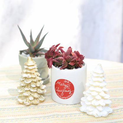 Crassula Red Pagoda (Shark Tooth Succulent) – 4” Live Plant