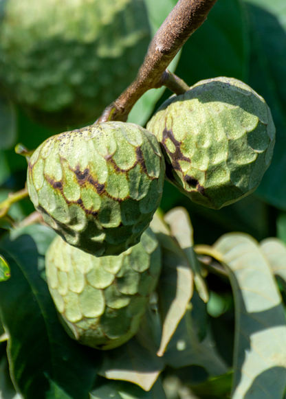 Cherimoya (Annona cherimola)