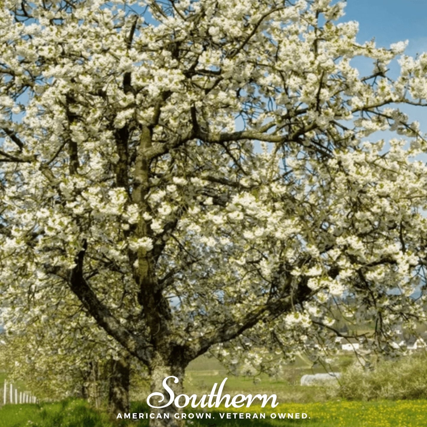 Black Cherry – 15 Seeds