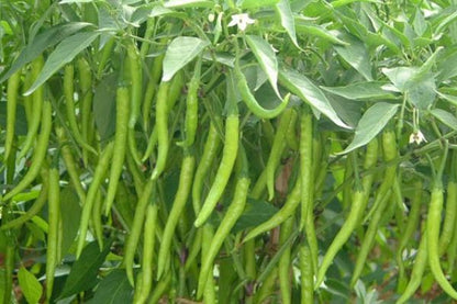 Indian Long Green Chili Seeds for Planting – High Yield, Non-GMO Vegetable Seeds for Home Garden and Farming