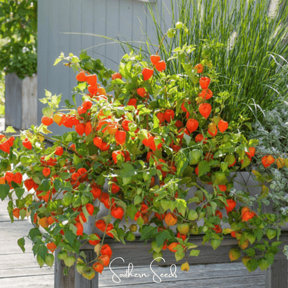 Chinese Lantern – 50 Seeds