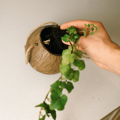 Coconut Planter with Jute Twine